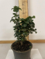 Preview: rundblättriger Liguster,(Ligustrum japonicum"Rotundifolia") Container 20-40 cm