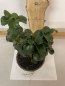 Preview: rundblättriger Liguster,(Ligustrum japonicum"Rotundifolia") Container 20-40 cm