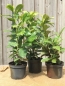 Preview: Kirschlorbeer (Prunus Laurocerasus Rotundifolia) Liefergröße: 30-50 cm, Lieferform: Container