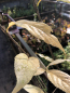 Preview: Liebesperlenstrauch "Leucocarpa" (Callicarpa japonica "Leucocarpa") Liefergröße: 30-50cm Co.