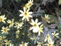 Preview: Mädchenauge Moonbeam (Coreopsis verticilata "Moonbeam") im Container