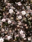 Preview: Rotblättrige Fasanenspiere (Physocarpus Diabolo) Liefergröße: 50-80 cm