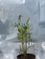 Mobile Preview: Salbei (salvia verticillata), Lieferform: Container