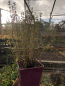 Mobile Preview: Thymian (Thymus vulgaris) Liefergröße: 15-30cm Co.