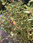 Mobile Preview: Thymian (Thymus vulgaris) Liefergröße: 15-30cm Co.