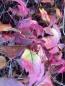 Mobile Preview: Wilder Wein (Parthenocissus quinquefolia) im Container, 40-60cm