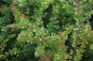 Preview: Grüne Berberitze (Berberis thunbergii) Liefergröße: 30-50 cm