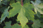Mobile Preview: Bergahorn (Acer pseudoplatanus) Liefergröße: 50-80 cm