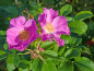 Preview: Apfelrose (Rosa rugosa) Liefergröße: 30-50 cm