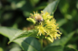 Preview: Buschgeissblatt (Diervilla splendens) Liefergröße: 30-40 cm