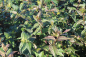 Preview: Buschgeissblatt (Diervilla splendens) Liefergröße: 50-80 cm, Lieferform: Container