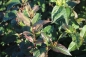 Preview: Buschgeissblatt (Diervilla splendens) Liefergröße: 50-80 cm, Lieferform: Container