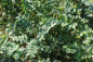 Preview: Erbsenstrauch (Caragana arborescens) Liefergröße: 50-80 cm