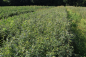 Preview: Erbsenstrauch (Caragana arborescens) Liefergröße: 50-80 cm