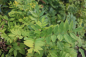 Preview: Esche (Fraxinus excelsior) Liefergröße: 80-120 cm