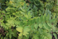 Preview: Esche (Fraxinus excelsior) Liefergröße: 50-80 cm