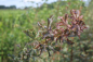 Mobile Preview: Feldahorn (Acer campestre) Liefergröße: 50-80 cm