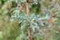 Mobile Preview: Feldahorn (Acer campestre) Liefergröße: 80-120 cm
