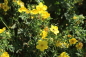 Preview: Fingerstrauch (Potentilla fruticosa) Liefergröße: 50-80 cm
