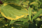Preview: Gelbbunter Hartriegel (Cornus alba Gochaultii) Liefergröße: 30-50 cm