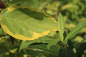 Preview: Gelbbunter Hartriegel (Cornus alba Gochaultii) Liefergröße: 30-50 cm im Co
