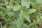 Preview: Grauweide (Salix cinerea) Liefergröße: 50-80 cm