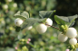 Preview: Große Weiße Schneebeere (Symphoricarpos White Hedge) Liefergröße: 50-80 cm