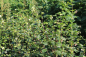 Preview: Große Weiße Schneebeere (Symphoricarpos White Hedge) Liefergröße: 50-80 cm