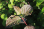 Preview: Roter Hartriegel (Cornus sanguinea) Liefergröße: 50-80 cm, Lieferform: Container