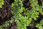 Preview: Heckenmyrthe Maigrün (Lonicera nitida Maigrün) Liefergröße: 20-30cm, Lieferform: Container