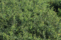 Preview: Heckenspiere (Spiraea cinerea Grefsheim) Liefergröße: 30-50 cm