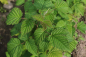 Preview: Himbeere Elida® (Rubus Elida®) Liefergröße: 50-80 cm