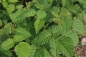 Preview: Himbeere Elida® (Rubus Elida®) Liefergröße: 50-80 cm