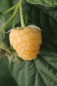 Preview: Gelbe Himbeere Twotimer®Sugana® (Rubus id.Twotimer®Sugana®gelb) Liefergröße: 30-50 cm