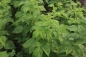 Preview: Gelbe Himbeere Twotimer®Sugana® (Rubus id.Twotimer®Sugana®gelb) Liefergröße: 30-50 cm