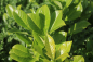 Preview: Kirschlorbeer (Prunus Laurocerasus Rotundifolia) Liefergröße: 50-80 cm, Lieferform: Container