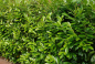 Preview: Kirschlorbeer (Prunus Laurocerasus Rotundifolia) Liefergröße: 50-80 cm, Lieferform: Container