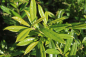 Preview: Kirschlorbeer (Zabeliana) (Prunus Laurocerasus Zabeliana) Liefergröße: 30-50 cm