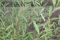 Preview: Knackweide (Salix fragilis) Liefergröße: 80-120 cm