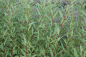 Preview: Knackweide (Salix fragilis) Liefergröße: 50-80 cm