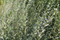 Preview: Kriechweide (Salix repens Saret) Liefergröße: 30-50 cm