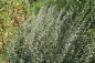 Preview: Kriechweide (Salix repens Saret) Liefergröße: 30-50 cm