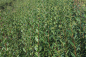 Preview: Immergrüner Liguster (Ligustrum vulgare Atrovirens) im Container (50-80 cm)