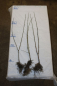 Preview: Elsbeere (Sorbus torminalis) Liefergröße: 80-120 cm