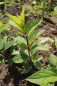 Preview: Rispenhortensie Pinky Winky® (Hydrangea Pinky Winky®) Liefergröße: 20-30 cm Container
