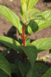 Preview: Rispenhortensie Pinky Winky® (Hydrangea Pinky Winky®) Liefergröße: 20-30 cm Container