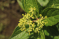 Preview: Rispenhortensie Pinky Winky® (Hydrangea Pinky Winky®) Liefergröße: 20-30 cm Container
