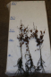 Mobile Preview: Weiss- oder Hainbuche (Carpinus betulus), Liefergröße: 50-80 cm