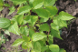 Preview: Roter Hartriegel Sibirica (Cornus alba Sibirica) Liefergröße: 50-80 cm