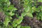 Preview: Roter Hartriegel Sibirica (Cornus alba Sibirica) Liefergröße: 50-80 cm im Container